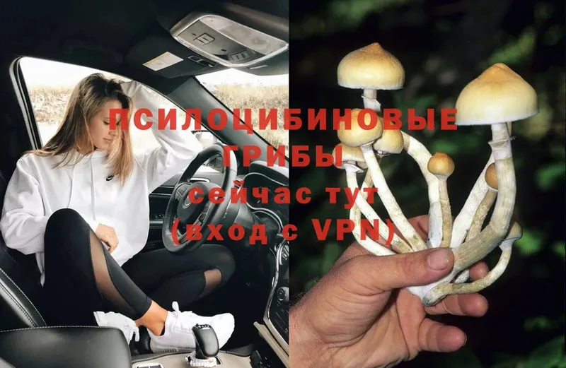 цена наркотик  Колпашево  Псилоцибиновые грибы MAGIC MUSHROOMS 